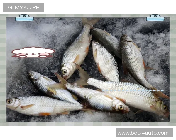 陈丽独家分享篮球心得与技巧助你提升球技的全面指南